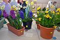 25. Hyacinths and daffs